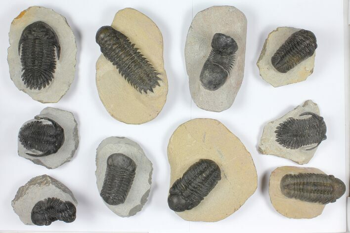 Lot: Assorted Devonian Trilobites - Pieces #92167